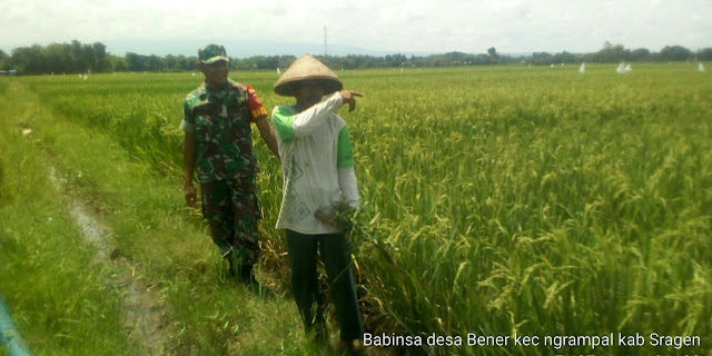 Antisipasi Serangan Hama, Babinsa Pantau Sawah Petani