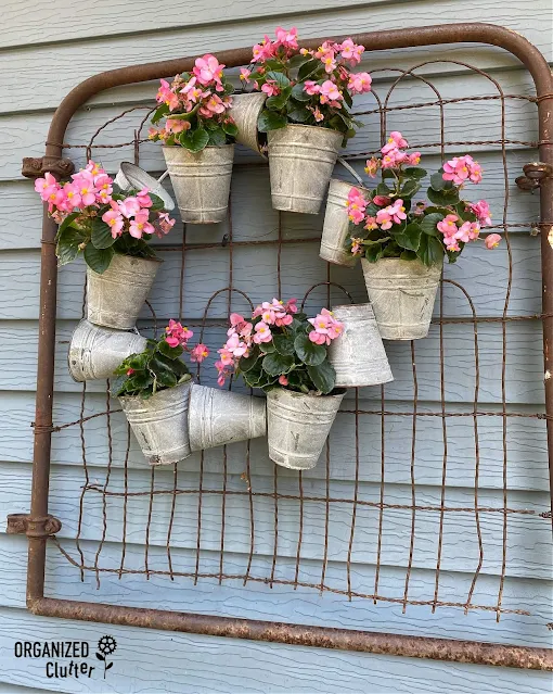 Photo of a galvanized wreath planted with begonias on a rusty gate.