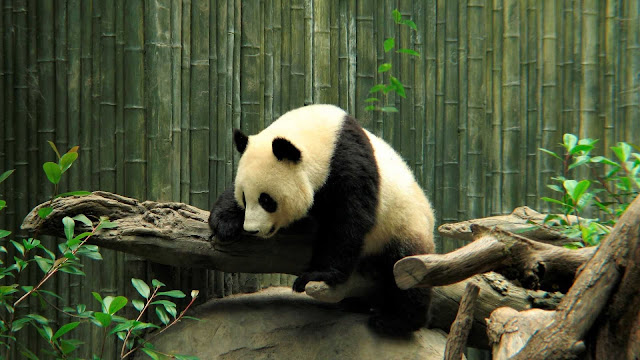 cute panda wallpaper