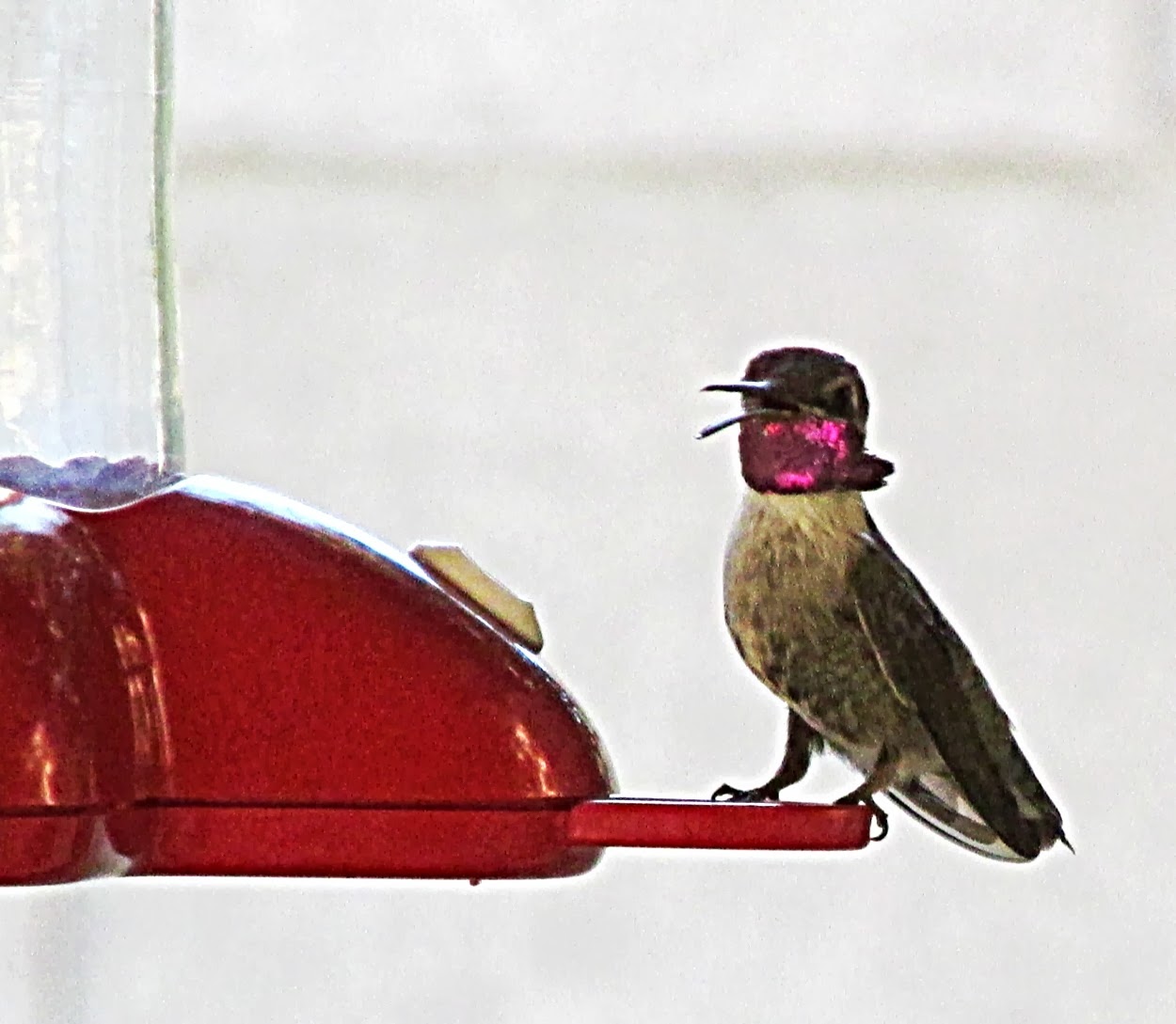 Hummingbirds In Las Vegas Hummingbird identification in Las Vegas NV