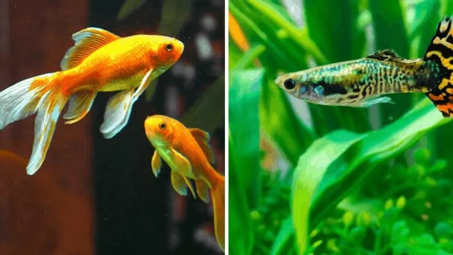 can guppies live with goldfish ? lets check