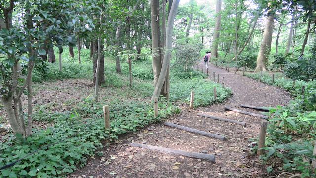 Rinshinomori park trail