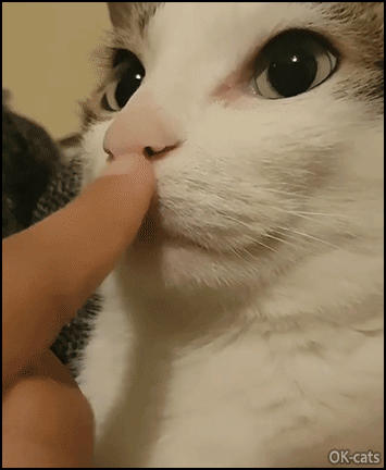 Funny Cat GIF • Cat mesmerized by human finger movements on his nose and mouth. Funny Cat GIF • Cat mesmerized by human finger movements on his nose and mouth.
