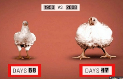 ΣΤΑΜΑΤΗΣΤΕ: Τρώτε κοτόπουλα γεμάτα αυξητικούς παράγοντες και χημικά
