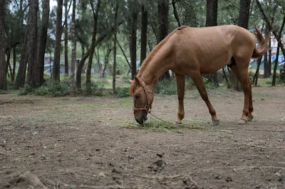 Equine Grazing Baguio City Philippines