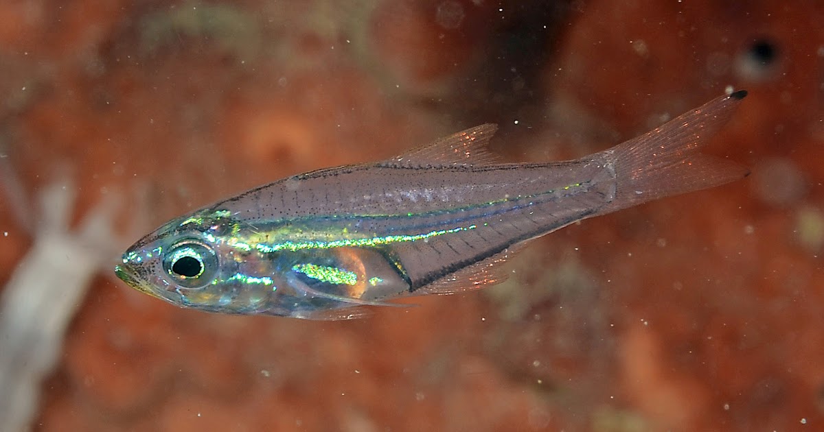 IKAN LAUT ASLI INDONESIA Rhabdamia gracilis
