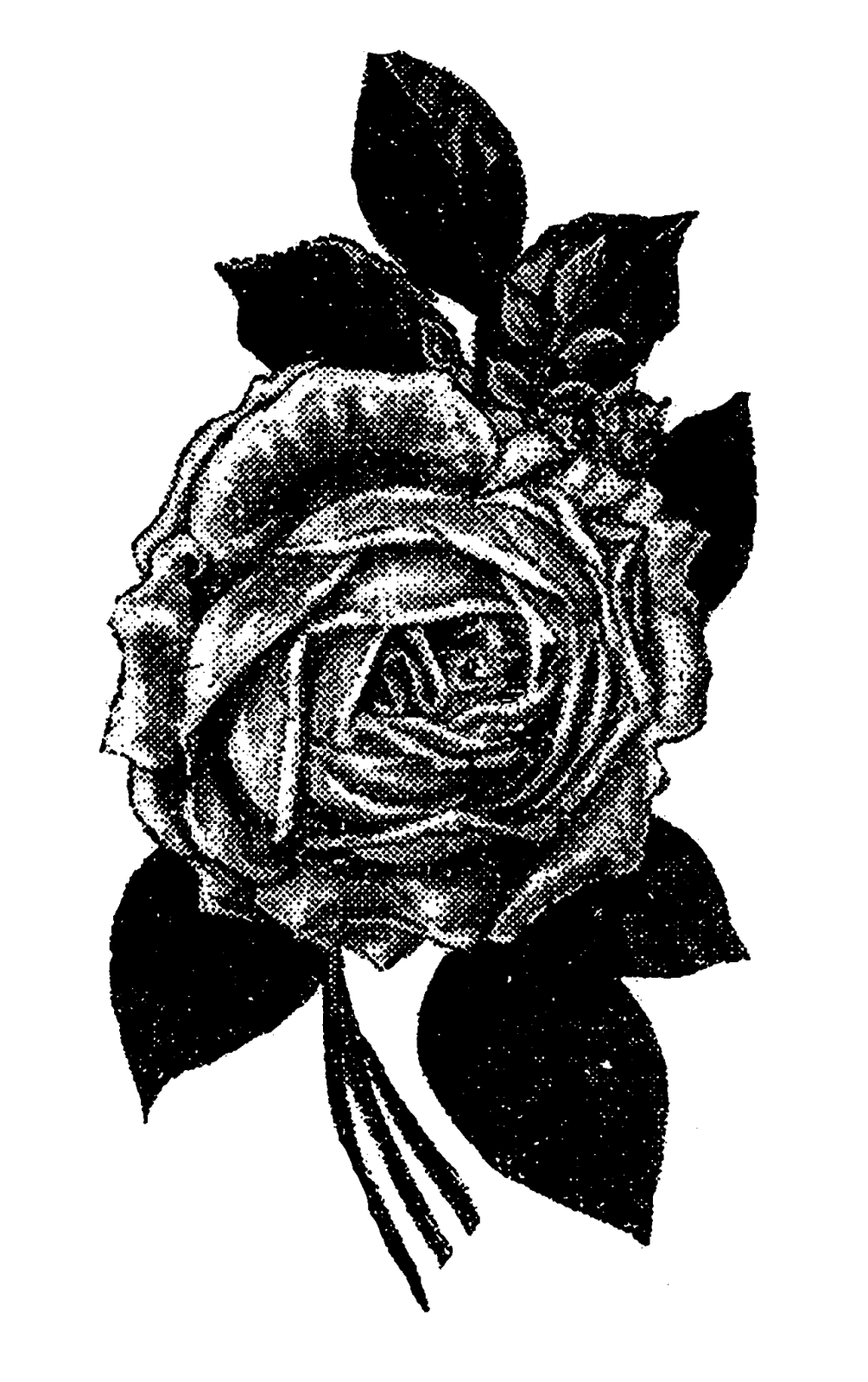 Digital Stamp Design: Printable Rose Image Transfers Stock Flower