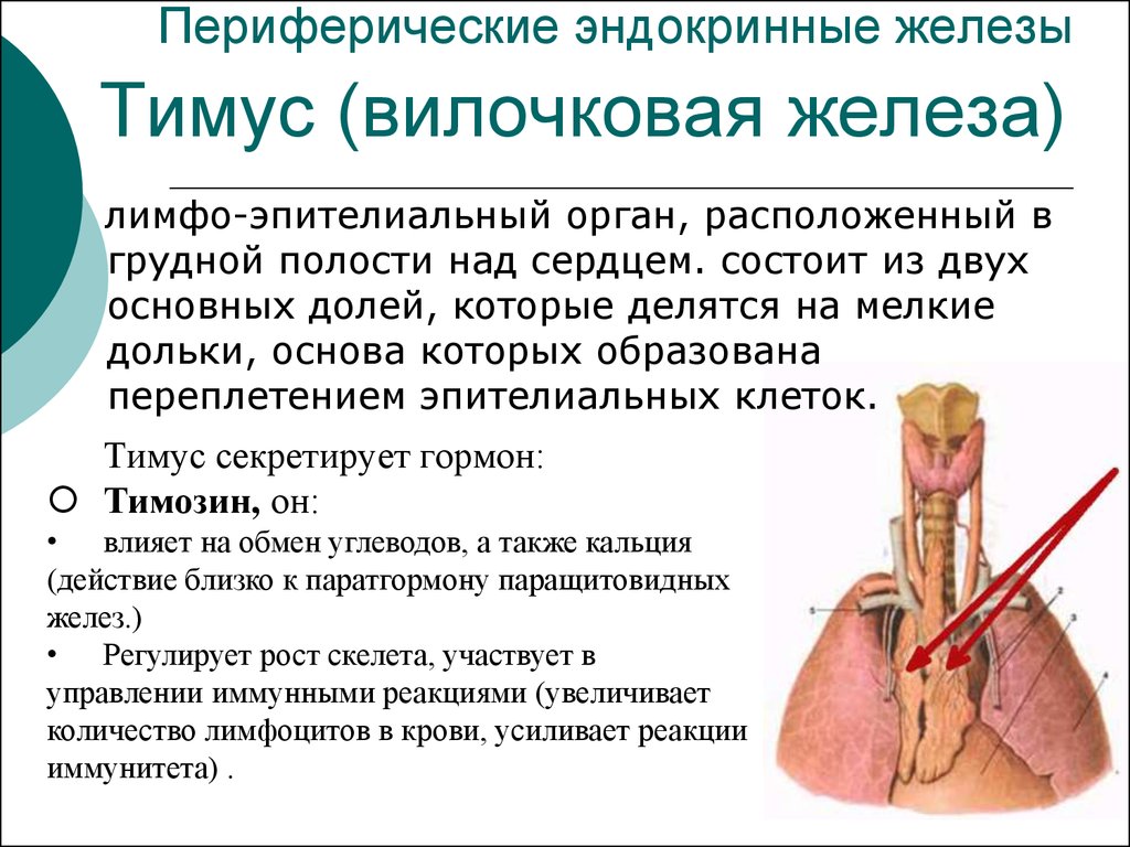 Иммунный орган тимус. Тимус вилочковая железа функции. Вилочковая железа анатомия функции. Вилочковая железа анатомия фу. Функция и роль тимуса.