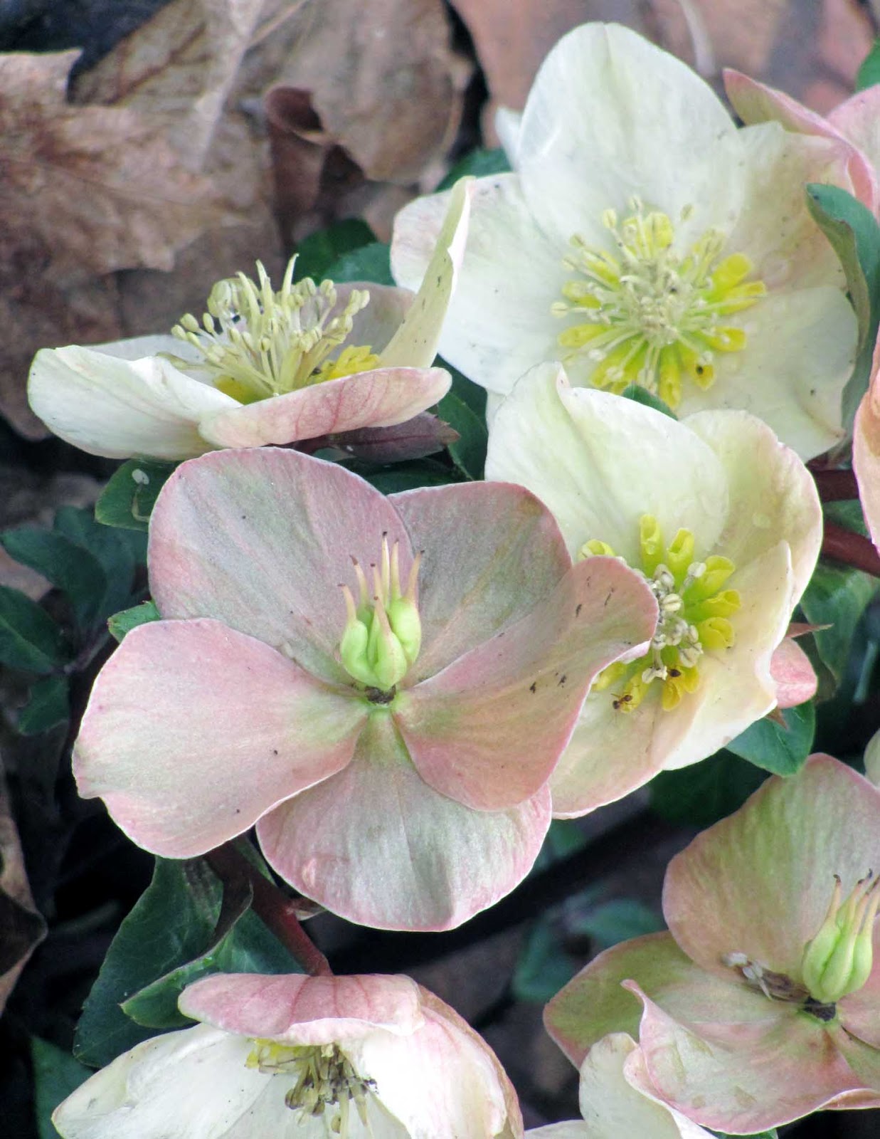 Speedway Daily Photo: Textured Tuesday: Winter Rose