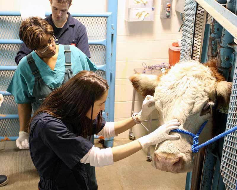 Penn Foster Veterinary Assistant Program Penn Foster College - Online Colleges For Veterinary Assistant