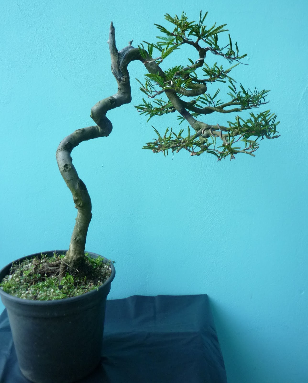 Bonsai Literati Style : Bonsai Styles: A Comprehensive Guide in PDF ...