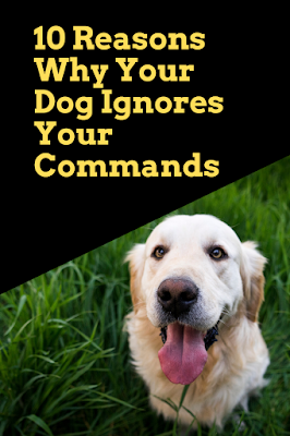 Why Your Dog Ignores Your Commands