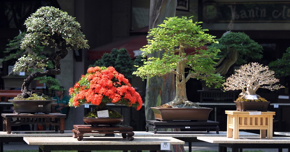 33+ Bonsai Plants In Philippines PNG Bonsai Ideas