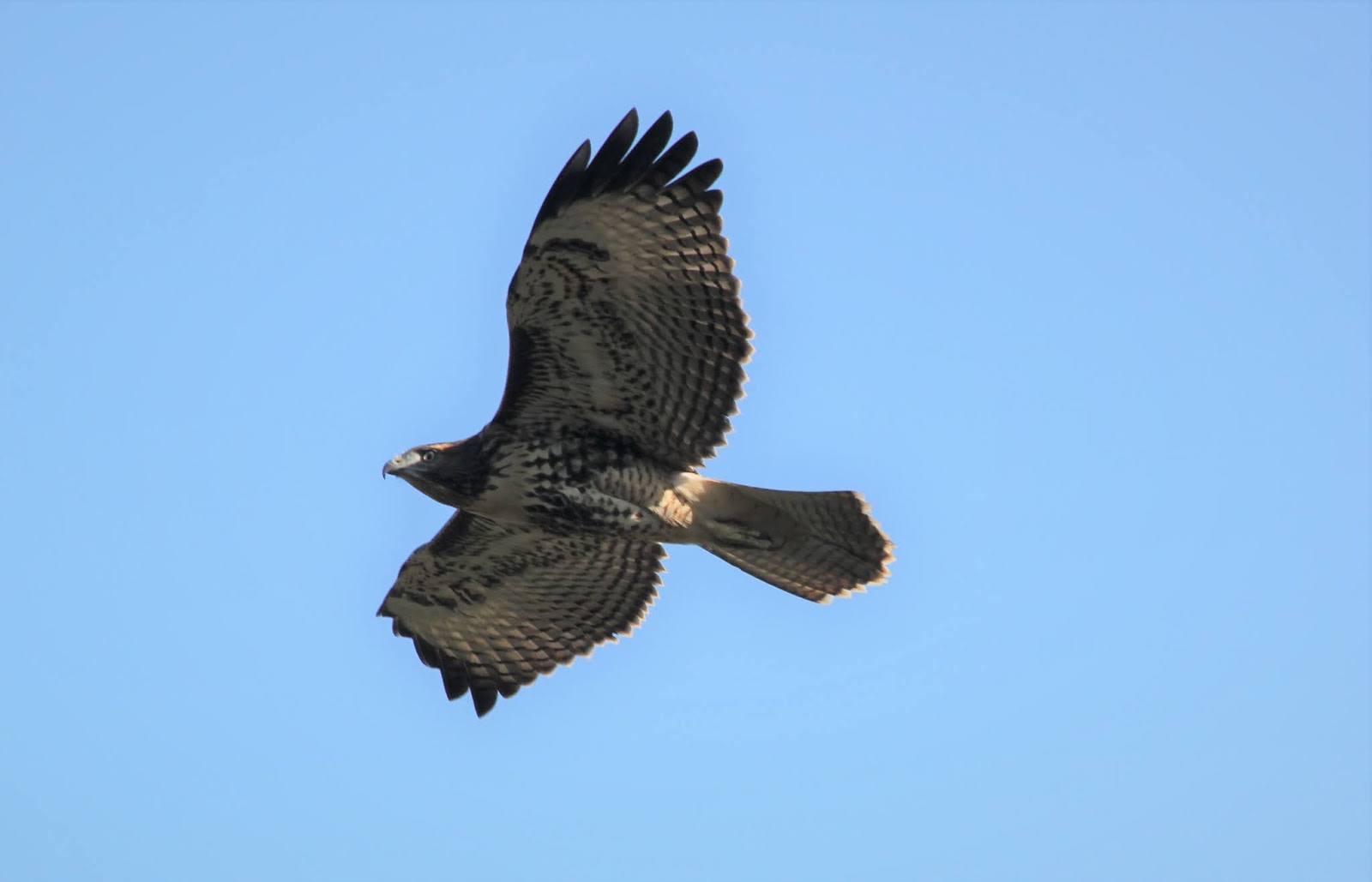 Screeching Hawk Red Tailed Hawk Sounds All About Birds Cornell Lab Of