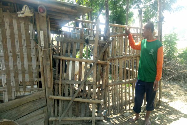 2 Kambing Jumbo Milik Warga Tanon Sragen Digasak Pencuri