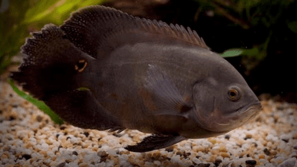 Featured image of post Harga Ikan Oscar Hitam Selanjutnya adalah ikan oscar hitam seperti namanya ikan ini mempunyai warna hitam pekat disekujur tubuh dan mempunyai corak berwarna perak ikan jenis