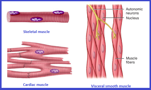 Types of Muscular Tissue