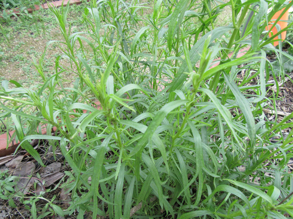 Mother Nature's Backyard A Waterwise Garden Plant of the Month