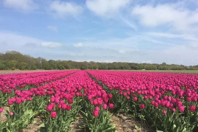 dutch tulip field