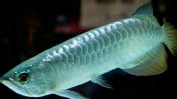 ikan arwana silver