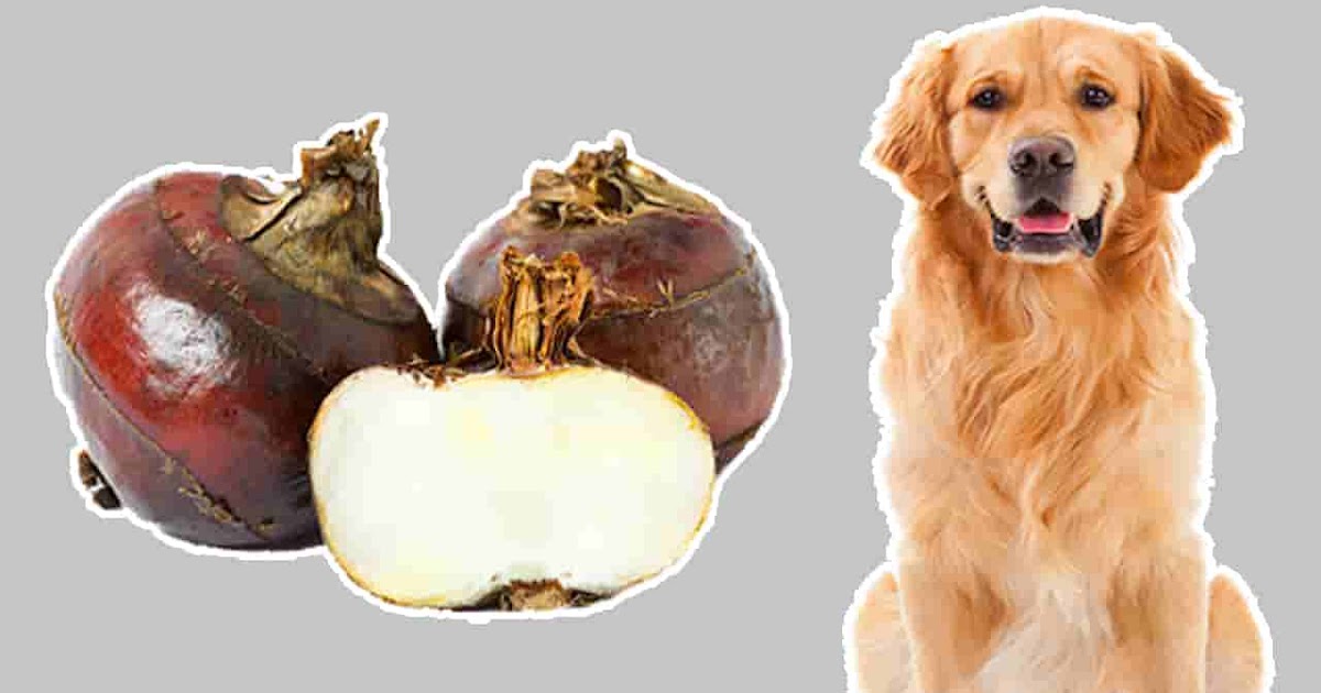 Is Cooked Cow Tongue Or Lengua Safe For Dogs Quora Is Cooked Cow Tongue Or Lengua Safe For Dogs Quora