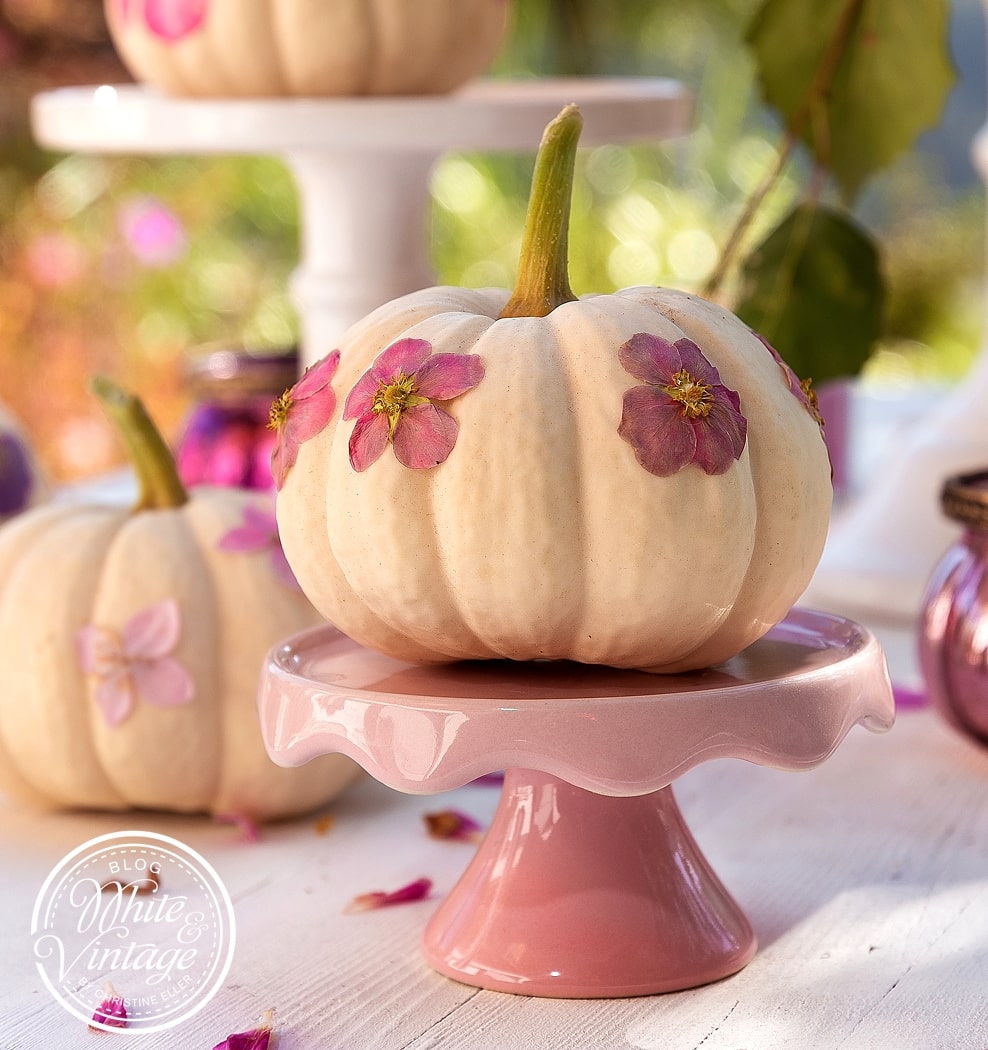 Herbstrezept Farfalle Mit Kurbis Thymian Sosse Alles Und Anderes