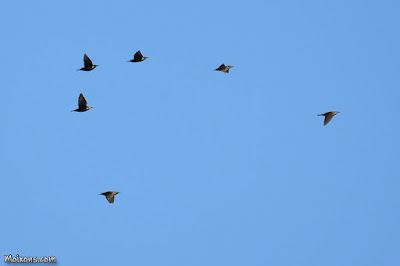 Estornell vulgar (Sturnus vulgaris)