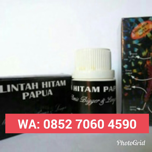 Minyak Lintah Papua Medan