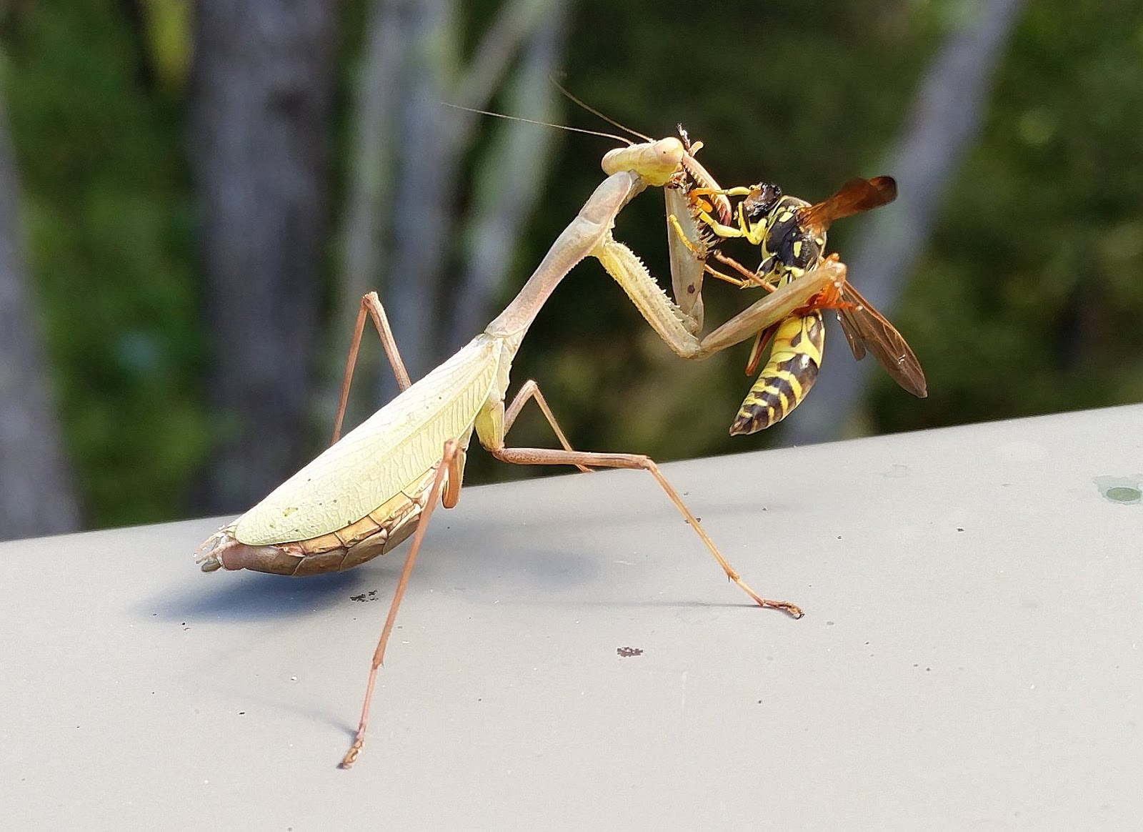 The Riverbank Nature Watch And Adventures Praying Mantis Eats Wasp