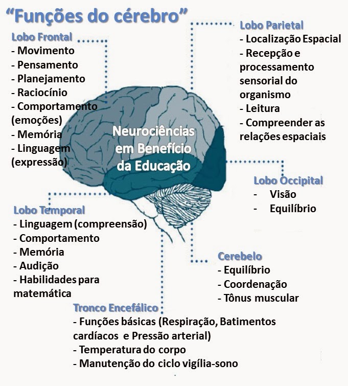 Ana Lucia Hennemann Neuropsicopedagoga Clínica Funções do cérebro Ana Lucia Hennemann Neuropsicopedagoga Clínica Funções do cérebro