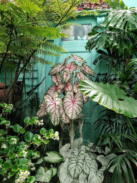 Caladium - le genre, espèces, hybrides et cultivars IMG_20190729_161629