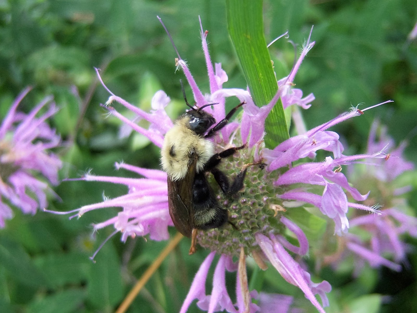 I am CuTRis: Bee on Bee Balm