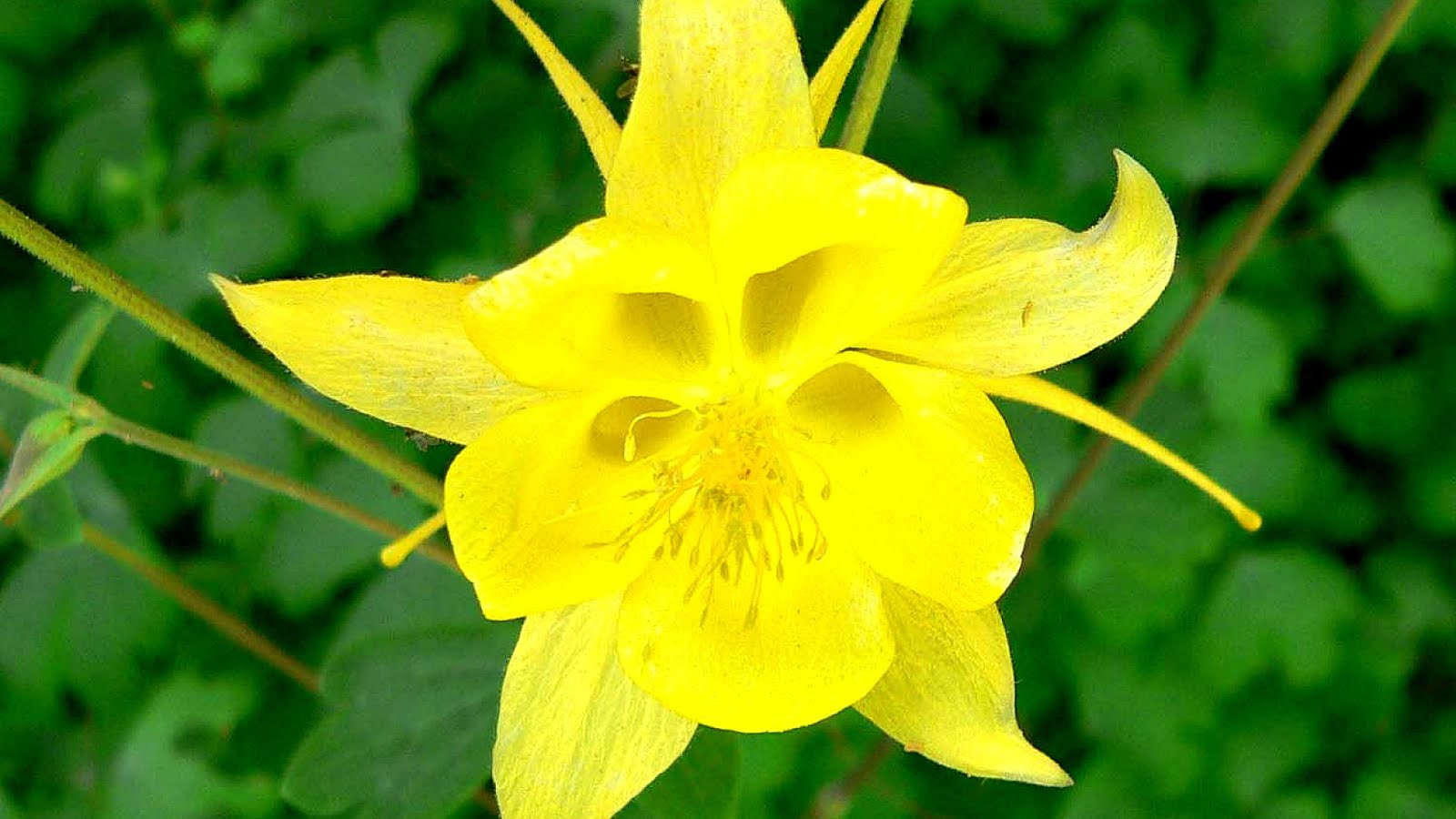 What Are Endangered Plants Danger Choices