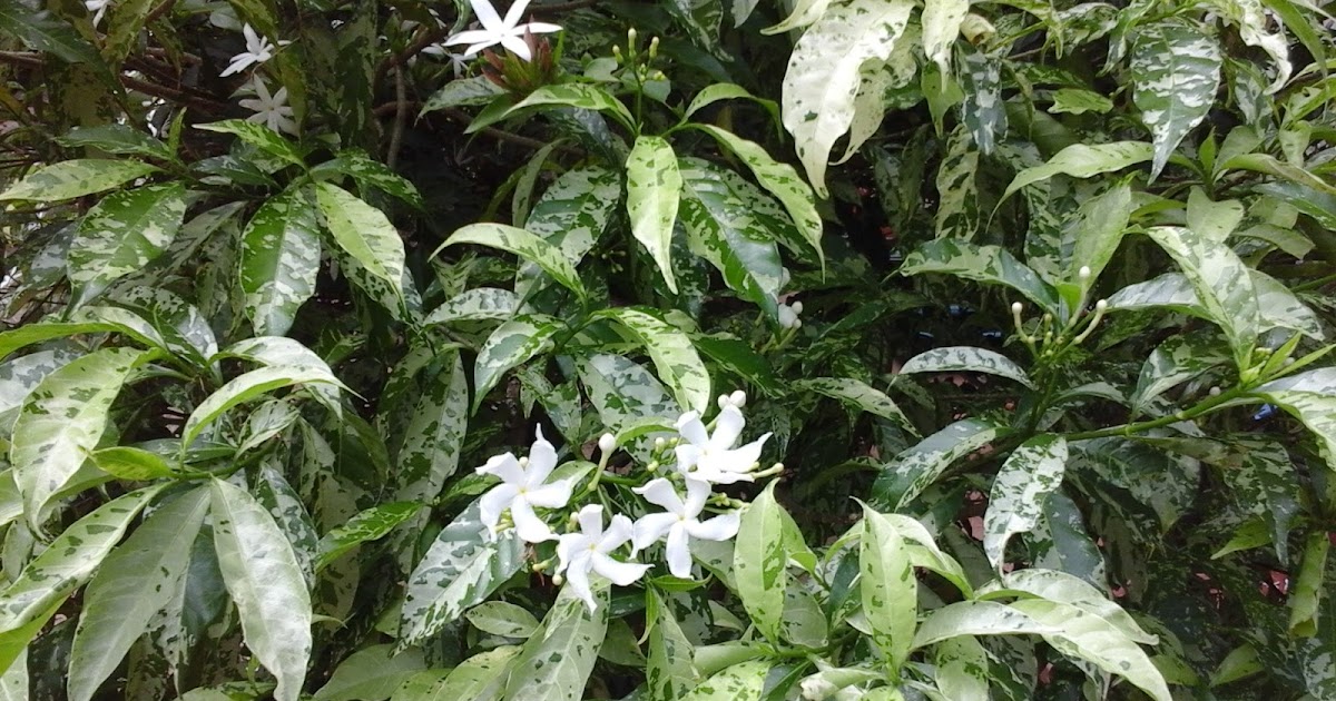 Greenleaf Plant Center විකිණීමට ඇත