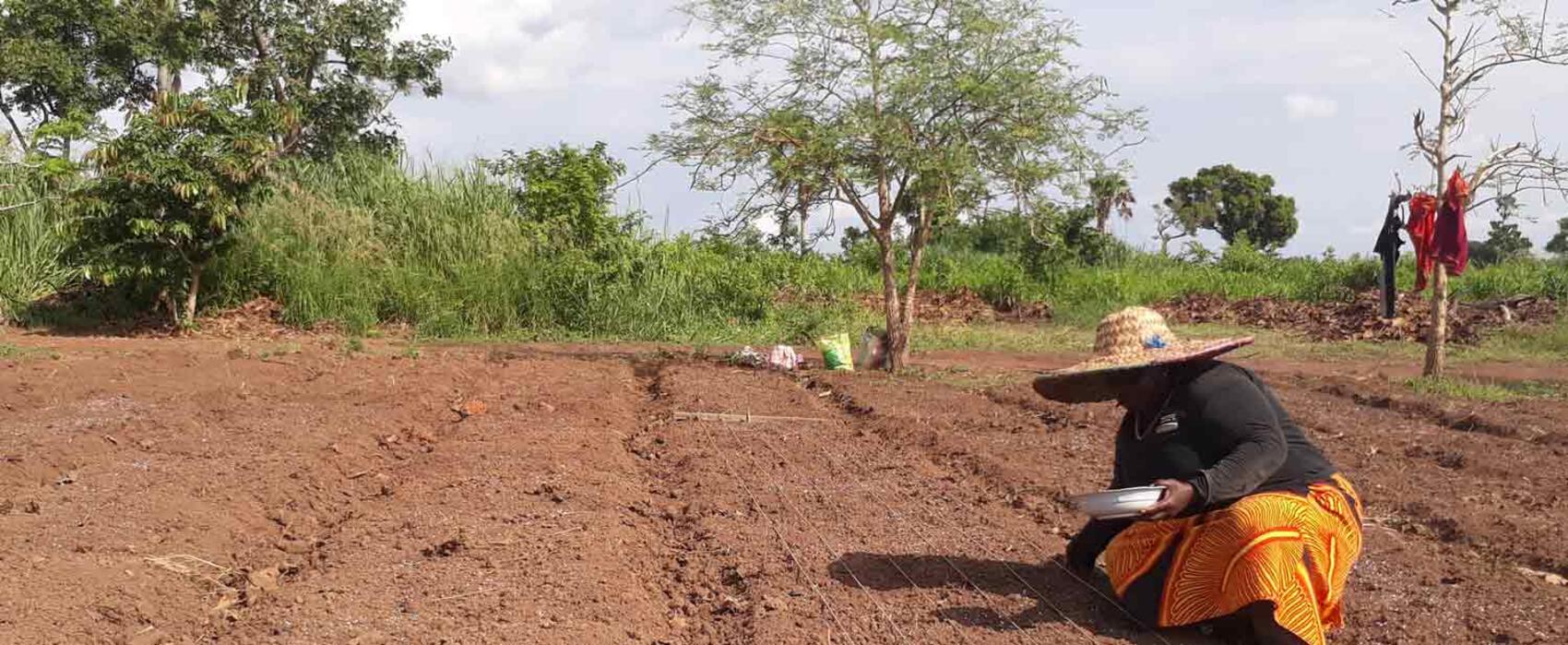 A Ghanaian maize farmer thrives on the ashes of destroyed forest