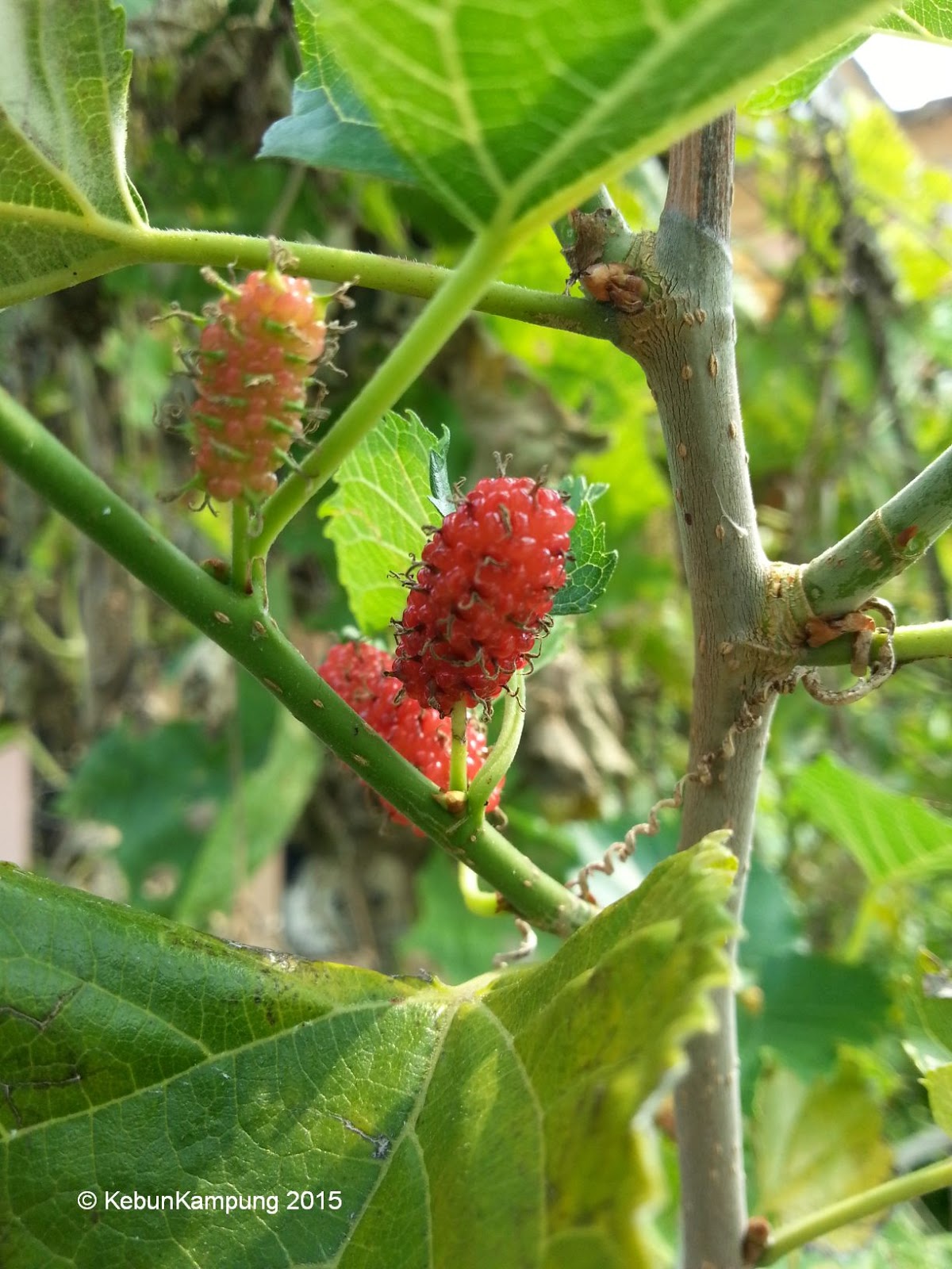 Daun Saderi In English / perkembangan kebun perumahan 19