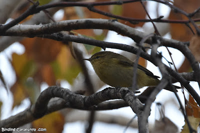 Mosquiter comú (Phylloscopus collybita)