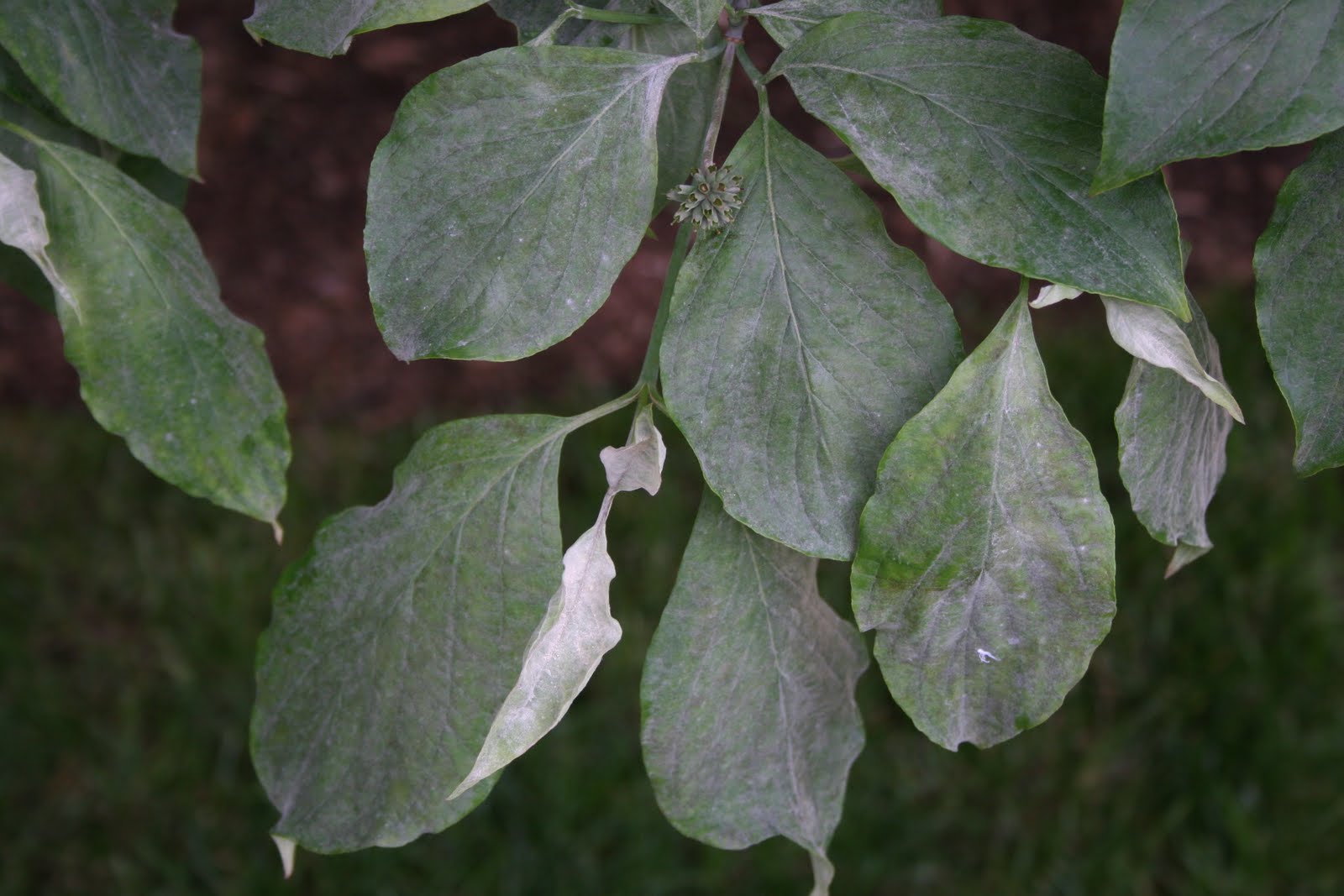 NCSU PDIC My plants have a little sugar coating ) Powdery Mildew
