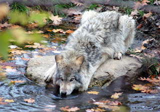 Lobo gris bebiendo en un rió desde una roca y agazapado, con hojas del otoño en el agua.