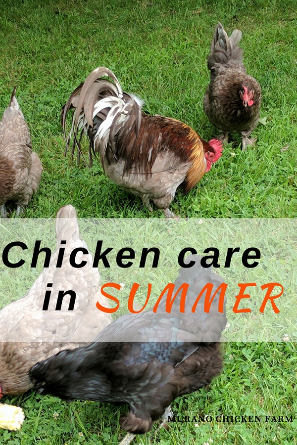 Preparing your chickens for Summer! Murano Chicken Farm