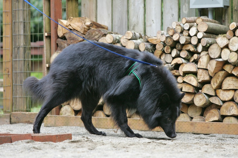 9 Fun Scent Games For Your Dog Australian Dog Lover