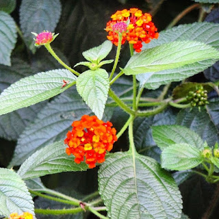 Manfaat Daun, Bunga, Akar Tanaman Tembelekan Bagi Kesehatan  atau  dataran kaki pegunungan pasti pernah menjumpai tanaman ini Manfaat Daun, Bunga, Akar Tanaman Tembelekan Bagi Kesehatan