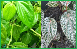32 Benefits Of Betel Leaf For Health And Also Beauty Skin 32 Benefits Of Betel Leaf For Health And Also Beauty Skin