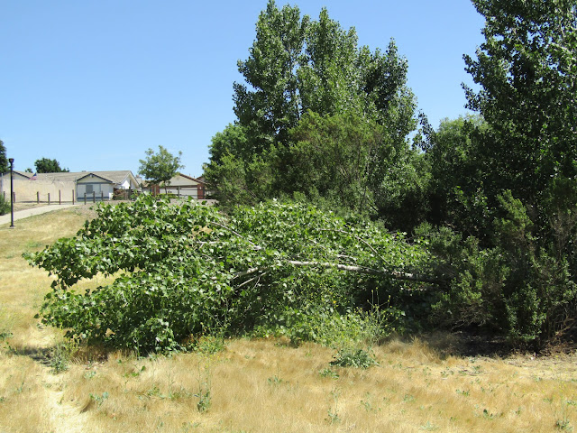 Two Surprises I Found at Larry Moore Park: A Fallen Cottonwood Tree