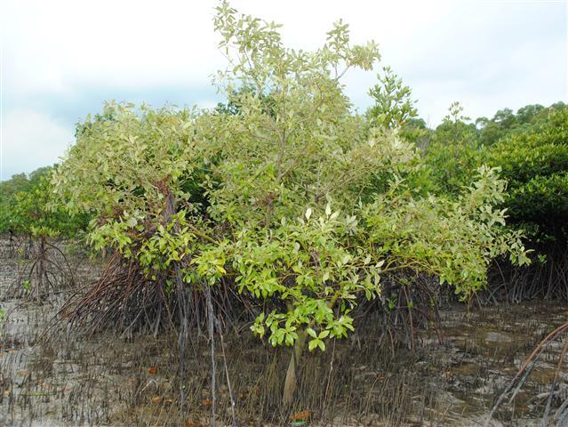God's wonderful creation: Mangrovey and seagrassy surprises at Semakau