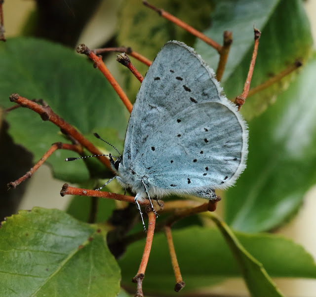 Abington Naturewatch Holly Blue butterfly