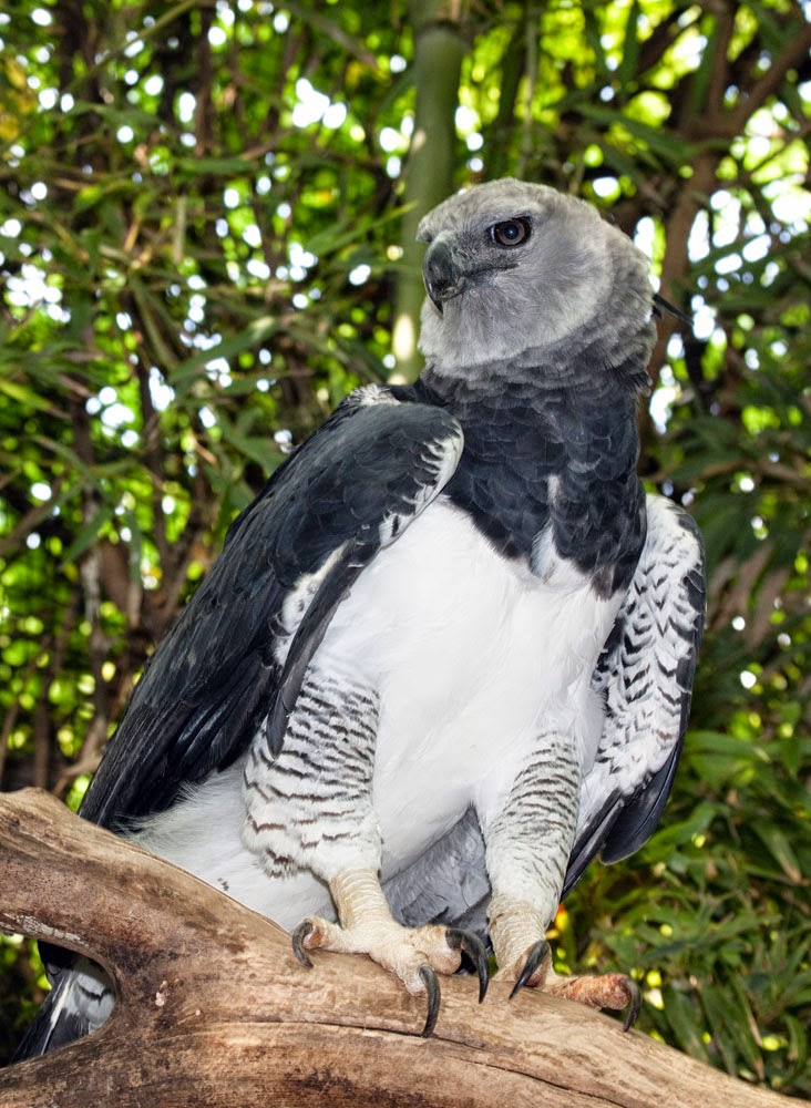 Águila arpía, el águila más poderosa del mundo Águilas del mundo Águila arpía, el águila más poderosa del mundo Águilas del mundo