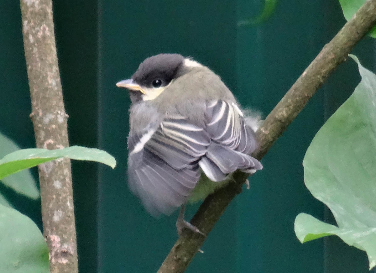 японская зарянка. уличные птички. зяблик геншин. синица птица. стая щеглов щегол.