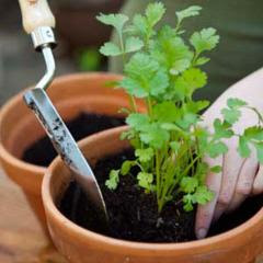 How to grow coriander from seed?