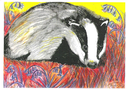 Badger in bluebells pic